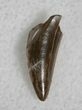 Coelophysis Tooth From New Mexico - Early Dinosaur #13016-1